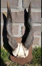 Prachtige Bosbok schedel op schild ! Afrika hoorns hert kop, Verzamelen, Dierenverzamelingen, Ophalen of Verzenden, Hert, Schedel