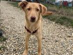 Ginger een lieve, vrolijke en jonge hond, Dieren en Toebehoren, Honden | Niet-rashonden, Particulier, Rabiës (hondsdolheid), 15 weken tot 1 jaar