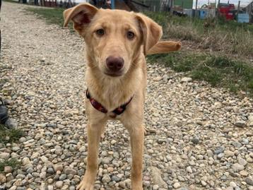 Ginger een lieve, vrolijke en jonge hond beschikbaar voor biedingen
