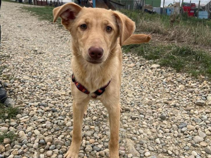 Ginger een lieve, vrolijke en jonge hond, Dieren en Toebehoren, Honden | Niet-rashonden, Middel, Teef, Particulier, Eén hond, Buitenland