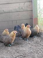 Hollandse Kriel kippen in de kleur patrijs, Dieren en Toebehoren, Pluimvee, Meerdere dieren, Kip