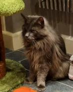 Maine Coon Kater 2 jaar met stamboom uit Russische lijnen., Dieren en Toebehoren, Katten en Kittens | Raskatten | Langhaar, Kater