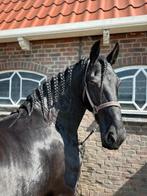 Gezocht friese ruin, Met stamboom, Ruin, Dressuurpaard, L