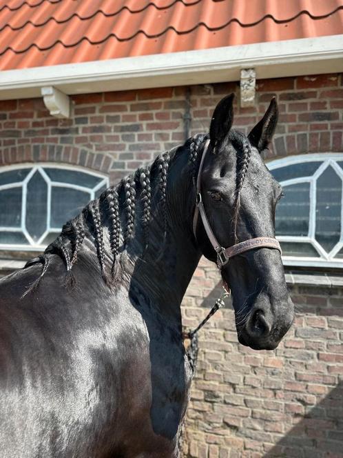 Gezocht friese ruin, Dieren en Toebehoren, Paarden, Ruin, L, 165 tot 170 cm, 7 tot 10 jaar, Dressuurpaard, Met stamboom