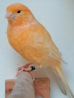 Harlekijn kanarie, Dieren en Toebehoren, Vogels | Kanaries, Vrouwelijk, Postuurkanarie