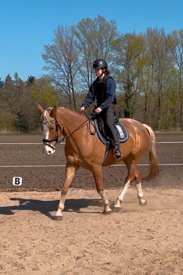 Zadelmak maken en gedragstraining beschikbaar voor biedingen