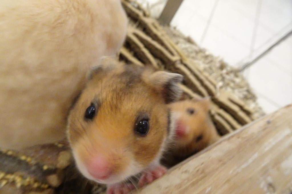 Goudhamsters in Assen., Dieren en Toebehoren, Knaagdieren, Hamster, Januari, Meerdere dieren, Tam