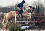 Benny zoekt nieuw huis Tinker x Connemara, Dieren en Toebehoren, Paarden, Ruin, Minder dan 160 cm, Gechipt, 7 tot 10 jaar