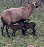 Makke rustige maasduinen schapen schaap, Dieren en Toebehoren, Schapen, Geiten en Varkens, Vrouwelijk, Schaap