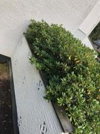 Betonnen sierplaat voor op een muurtje, Doe-het-zelf en Verbouw, Platen en Panelen, Ophalen, Gebruikt, Betonplex, 100 mm of meer