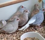 Diamantduifjes koppels, Meerdere dieren