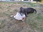 American bully teefje, België, Particulier, Rabiës (hondsdolheid), 15 weken tot 1 jaar