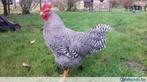 Grote HANEN.., Dieren en Toebehoren, Pluimvee, Mannelijk, Kip