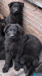 Duitse Herder puppy's langstokhaar zwart, Rabiës (hondsdolheid), 8 tot 15 weken, Meerdere, Meerdere dieren