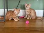 2 mooie rode kittens; 1x kater / 1x poes zindelijk -sociaal, Dieren en Toebehoren, Katten en Kittens | Raskatten | Korthaar, Meerdere dieren