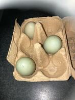 3 broedeieren kwaker eend, Geslacht onbekend, Eend