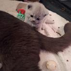 Britskorthaar kittens met stamboom fawn en lilac, Meerdere dieren, Met stamboom