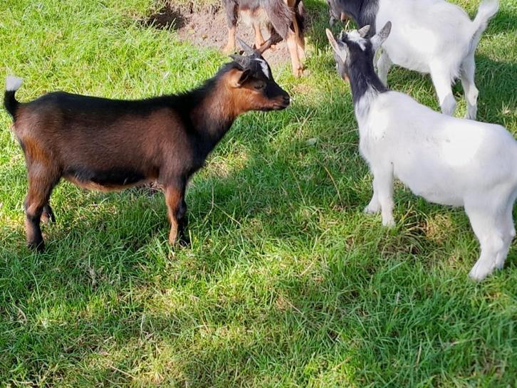 Te koop 2 mooie bonte jonge gecastreerde dwerggeiten bokjes., Dieren en Toebehoren, Schapen, Geiten en Varkens, Geit, Mannelijk