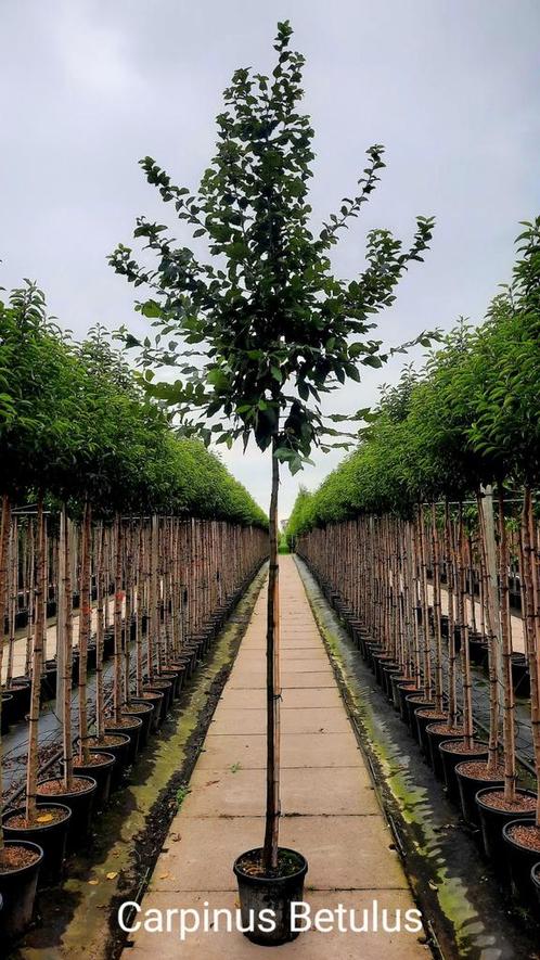 Carpinus Betulus Hoogstam / Leiboom🌿, Tuin en Terras, Planten | Bomen, Leiboom, Herfst, Ophalen of Verzenden