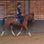 Talentvolle 5 jarige D pony, Dieren en Toebehoren, Pony's, Meerdere dieren, Onbeleerd, Springpony, 3 tot 6 jaar