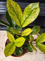 Zamioculcas zamiifolia Chameleon p12 (2), Ophalen of Verzenden, Halfschaduw, Minder dan 100 cm