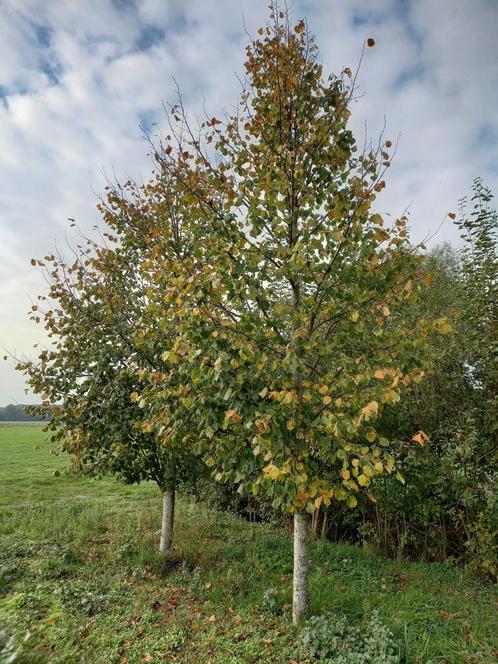 Dikke linde bomen, Tilia Pallida, ca. 5m hoog, stamomtr 40cm, Tuin en Terras, Planten | Bomen, Overige soorten, 400 cm of meer