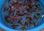 Mix Koi - Koi karper 9 / 12 cm bij Koidream in Valburg