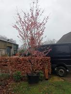Diverse sierkersen in pot, Ophalen, In pot, Volle zon