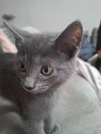 Lieve kittens 10 wk oud, Dieren en Toebehoren, Poes, Kortharig, 0 tot 2 jaar