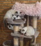 4 prachtige seal point Ragdolls, Dieren en Toebehoren, Katten en Kittens | Raskatten | Langhaar, Meerdere dieren, Gechipt, 0 tot 2 jaar