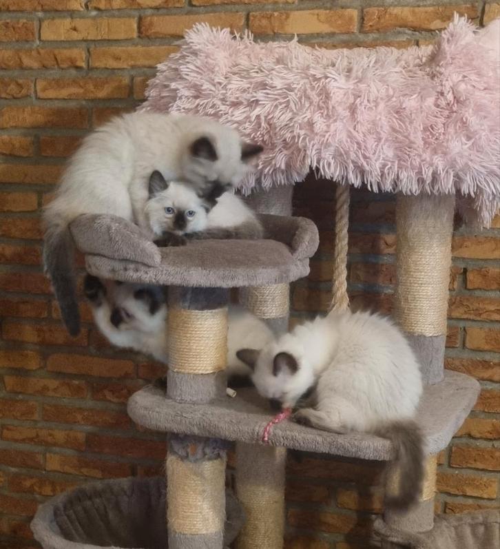4 prachtige seal point Ragdolls, Dieren en Toebehoren, Katten en Kittens | Raskatten | Langhaar, Meerdere dieren, 0 tot 2 jaar
