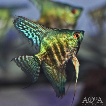 Gezocht Maanvis beschikbaar voor biedingen