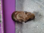 Cavia beertje te koop, Dieren en Toebehoren, Knaagdieren, Cavia, Mannelijk, Juli, Tam