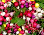 Radijs Easter Eggs, Ophalen of Verzenden, Voorjaar, Volle zon, Zaad