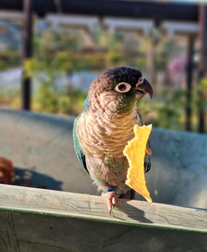 pyrrhura mannetje, Dieren en Toebehoren, Vogels | Parkieten en Papegaaien, Parkiet, Mannelijk, Tam