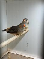 Te koop 2 zebravink poppen, Dieren en Toebehoren, Vogels | Overige Vogels, Vrouwelijk, Tropenvogel