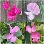 Zaden siererwt, roze mix (Lathyrus odoratus), Ophalen of Verzenden, Voorjaar, Volle zon, Zaad