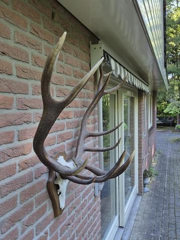 Groot doorleefd edelhert gewei 14 ender jacht b85 Mancave beschikbaar voor biedingen