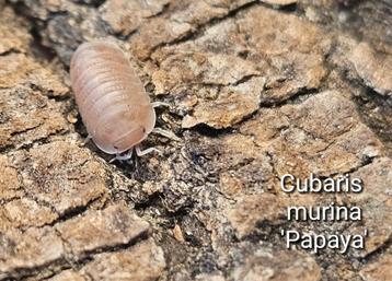 Cubaris murina 'Papaya' beschikbaar voor biedingen