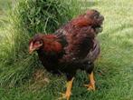 Wyandotte Hanen goudzwart gezoomd, Dieren en Toebehoren, Pluimvee, Mannelijk, Kip