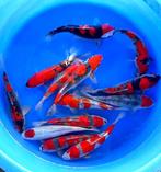 Vele honderden Nisai, Japankoi in tweede levensjaar, Karper of Koi