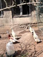 Mannetjes loopeenden, Dieren en Toebehoren, Pluimvee, Mannelijk, Eend