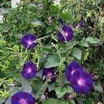 Zaden Ipomoea Kniola's Black, Verzenden, Volle zon