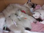 Ragdoll kittens, Dieren en Toebehoren, Meerdere dieren, Met stamboom
