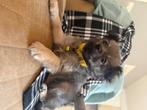 Prachtige pomchi pups, Dieren en Toebehoren, Honden | Chihuahua's en Gezelschapshonden, Rabiës (hondsdolheid), Overige rassen