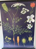 Schoolplaat Wilde Wortel - Jung-Koch-Quentell, Ophalen of Verzenden, Natuur en Biologie