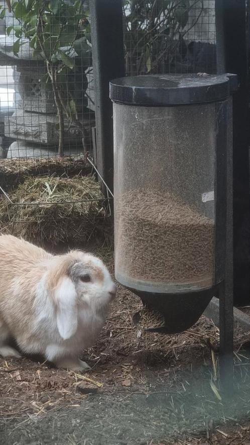 Etensbak konijn - Automatische konijnen voor voerder, Dieren en Toebehoren, Knaagdieren en Konijnen | Toebehoren, Nieuw, Voerbakje