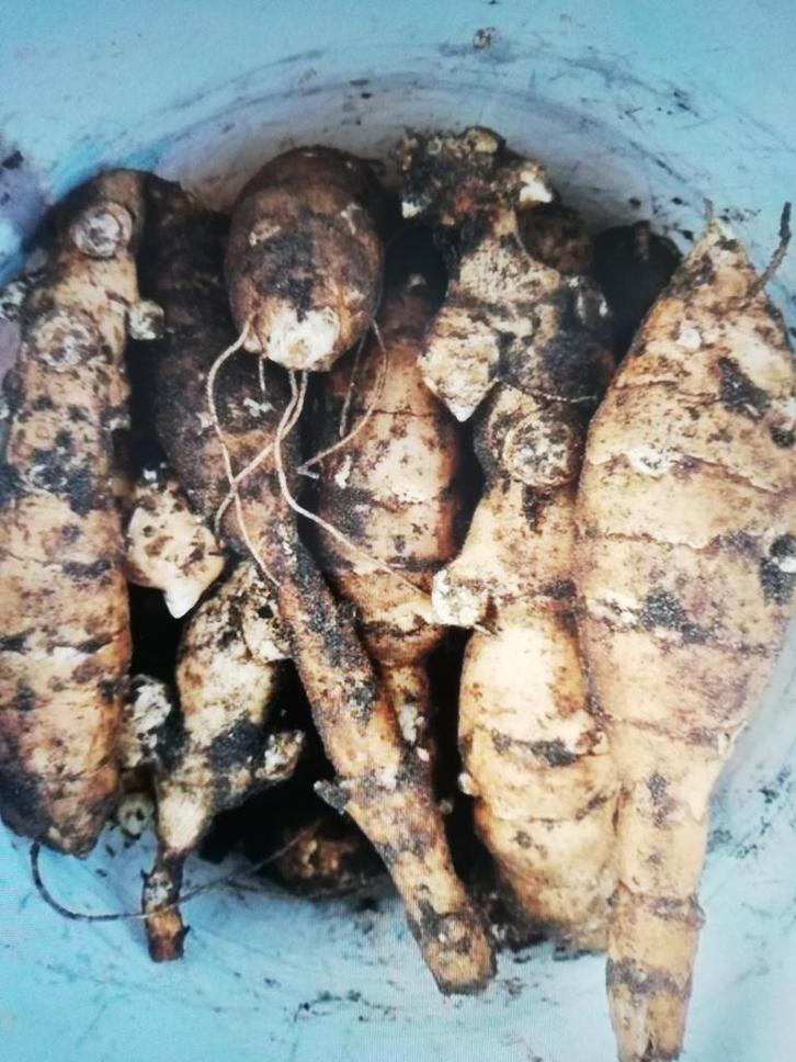 Aardpeer (knollen), Tuin en Terras, Bloembollen en Zaden, Knol, Voorjaar, Volle zon, Ophalen