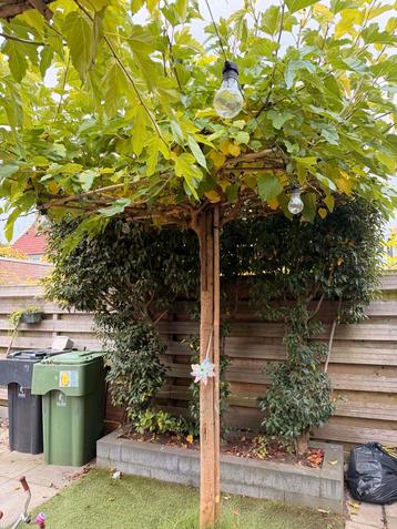 2 bomen - Gratis ophalen beschikbaar voor biedingen