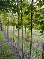 Corylus Colurna/ Turkse hazelaar, Overige soorten, Lente, 250 tot 400 cm, Ophalen